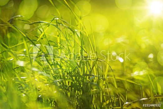 Picture of Sattes Gras mit Bokeh im Gegenlicht